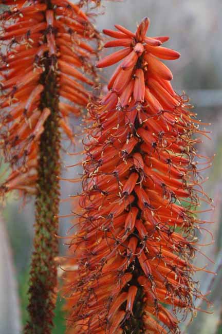 blooms of a Flat-flowered Aloe